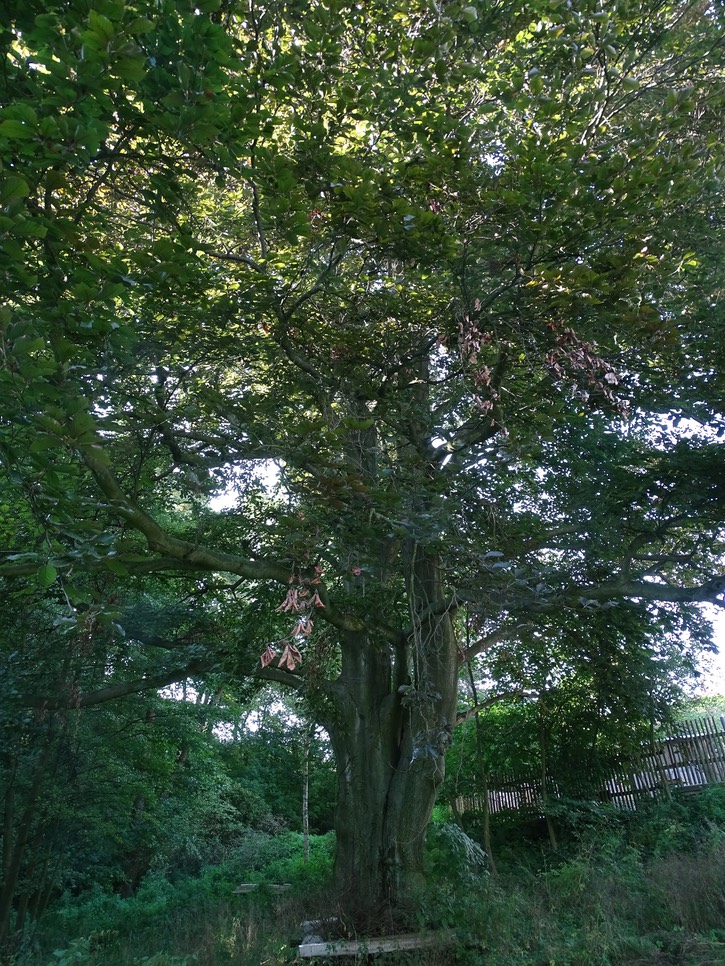 Baum Trebusin