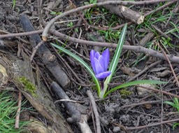 Blume im Holz